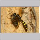 Mellinus arvensis - Kotwespe w48e beim Nesteintrag - Sandgrube Niedringhaussee.jpg